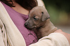 Italian Greyhound puppy