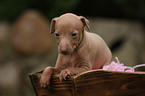 Italian Greyhound puppy