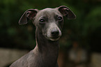 Italian Greyhound