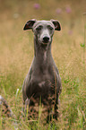 Italian Greyhound