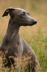 Italian Greyhound