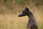 Italian Greyhound