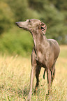 Italian Greyhound