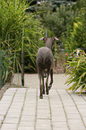 Italian Greyhound