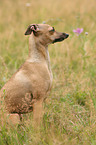 Italian Greyhound