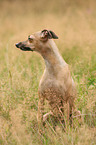 Italian Greyhound