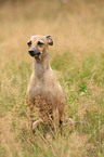 Italian Greyhound