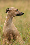 Italian Greyhound