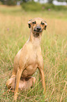 Italian Greyhound