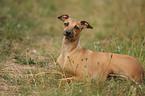 Italian Greyhound