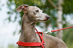 Italian Greyhound Portrait