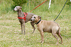 Italian Greyhounds