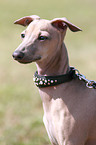 Italian Greyhound Portrait