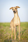 Italian Greyhound