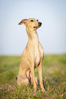 sitting Italian Greyhound