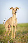 Italian Greyhound