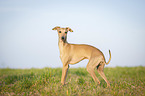 Italian Greyhound