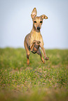 jumping Italian Greyhound