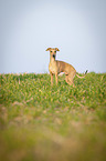 Italian Greyhound