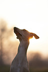 Italian Greyhound Portrait