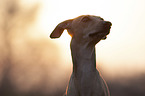 Italian Greyhound Portrait