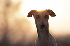 Italian Greyhound Portrait