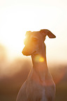 Italian Greyhound Portrait