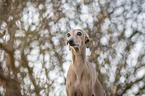 Italian Greyhound Portrait