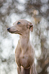 Italian Greyhound Portrait