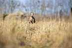 jumping Italian Greyhound