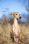 sitting Italian Greyhound