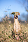 sitting Italian Greyhound