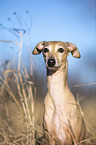 Italian Greyhound Portrait