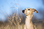 Italian Greyhound Portrait