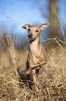 Italian Greyhound