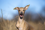 Italian Greyhound Portrait