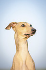 Italian Greyhound Portrait