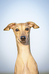 Italian Greyhound Portrait