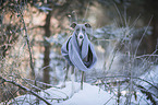 Italian Greyhound