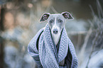 Italian Greyhound Portrait