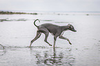 trotting Italian Greyhound