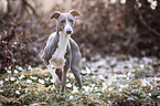 Italian Greyhound