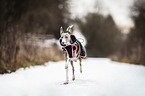 running Italian Greyhound