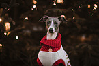 Italian Greyhound portrait