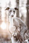 male Italian greyhound