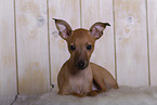 Italian Greyhound puppy