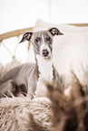 Italian Greyhound