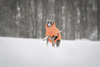 Italian Greyhound in winter