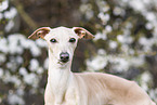 adult Italian Greyhound