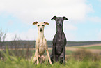 2 Italian Greyhounds
